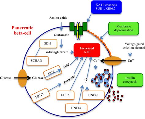 beta cells secrete|Mechanisms of the Amplifying Pathway of Insulin Secretion in the β Cell .